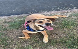 Mixed Breed dogs for adoption: Meet Milo: A Sensitive, Playful Companion - Image 4