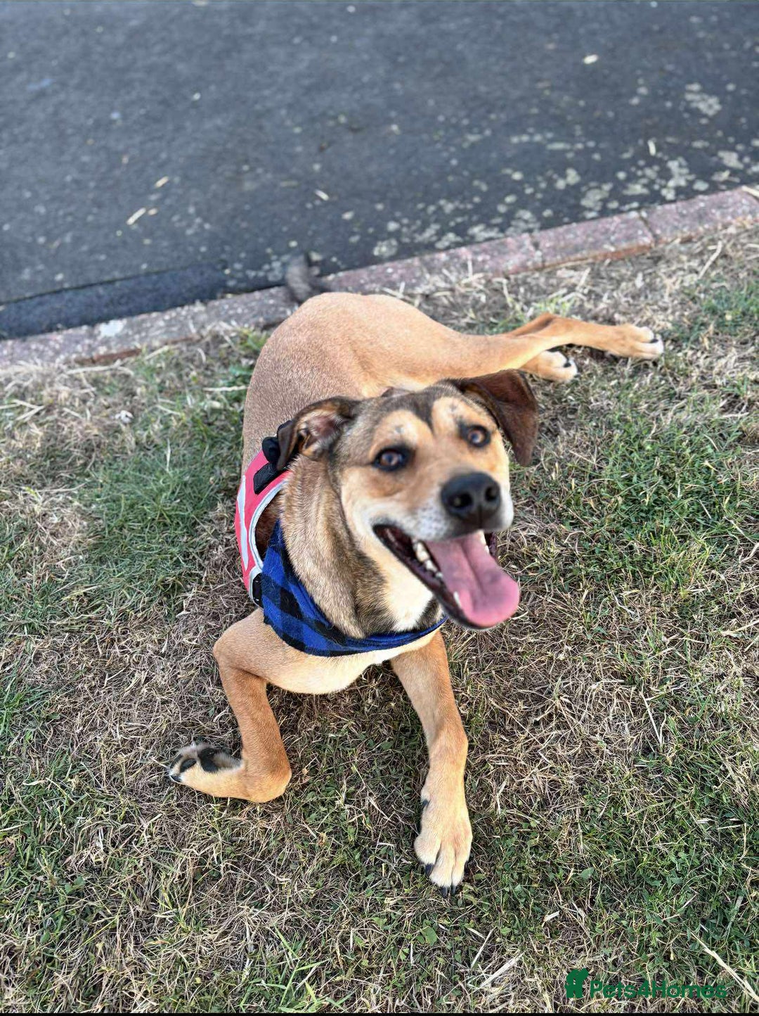 Mixed Breed dogs for adoption: Meet Milo: A Sensitive, Playful Companion - Image 4