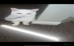 British Longhair cats for sale: White male cat  - Image 4