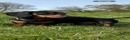 Miniature Dachshund dogs for stud: Beautiful KC registered Mini Dachshund.  in Deeside - Advert 5