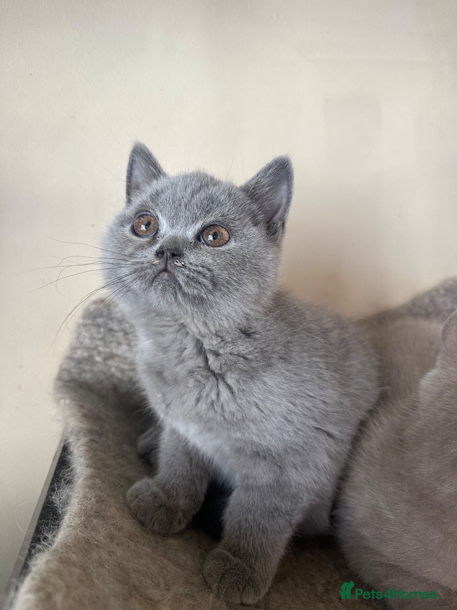 British Shorthair cats British Shorthair GCCF-registered Kittens  - Advert 1