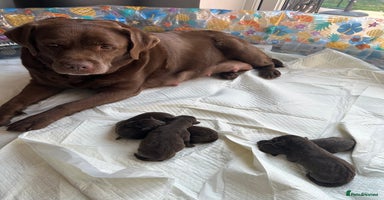 Labrador Retriever dogs - Advert 4