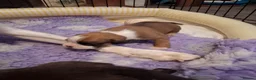 Boxer dogs for sale: PEDIGREE BOXER PUPPIES - Advert 4