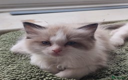 Ragdoll cats for sale: Ragdoll kittens  - Image 8