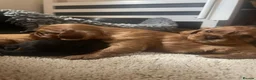 Cavalier King Charles Spaniel dogs for sale: Beautiful Cavalier King Charles Spaniel Puppies in Birmingham - Advert 1