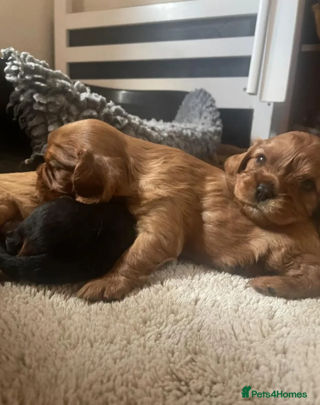 Cavalier King Charles Spaniel dogs for sale: Beautiful Cavalier King Charles Spaniel Puppies in Birmingham - Advert 1
