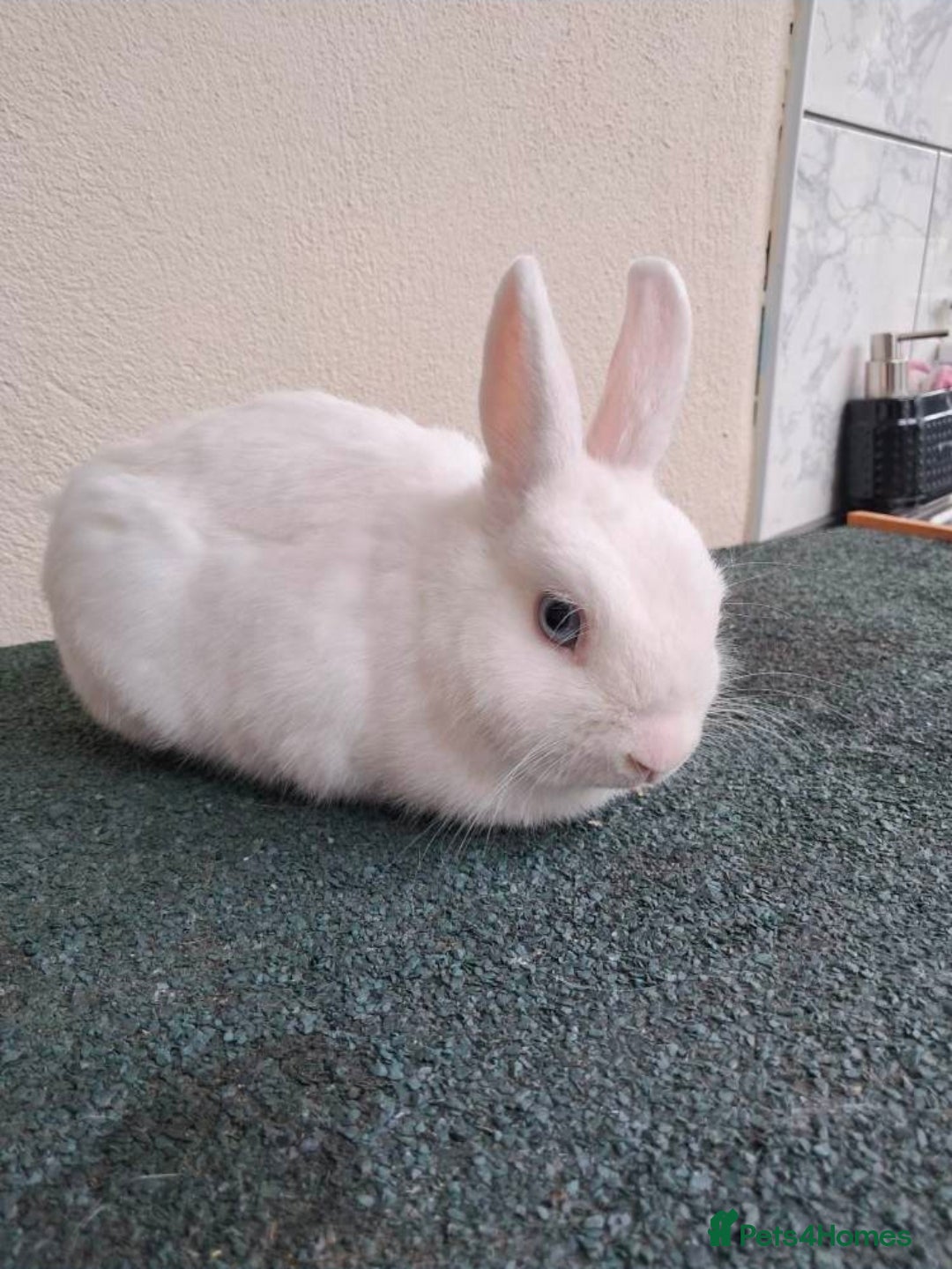 Netherland Dwarf rabbits netherlands dwarf - Advert 12