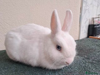 Netherland Dwarf rabbits netherlands dwarf - Advert 2