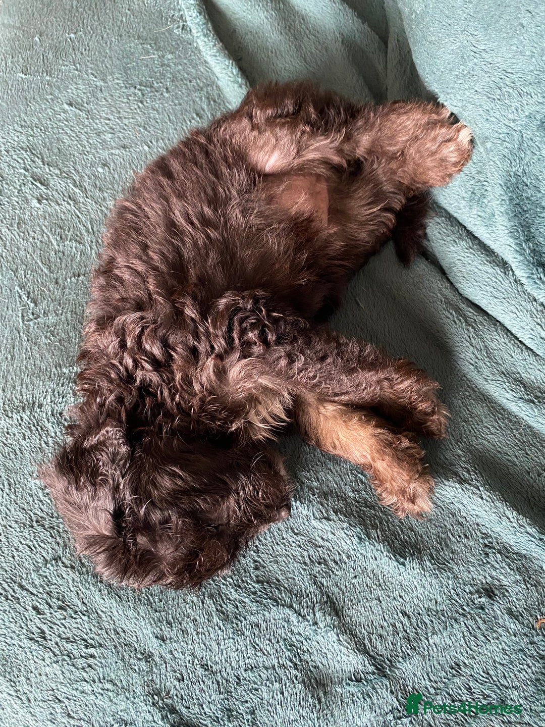 Mixed Breed dogs for sale: One little girl left  - Image 4