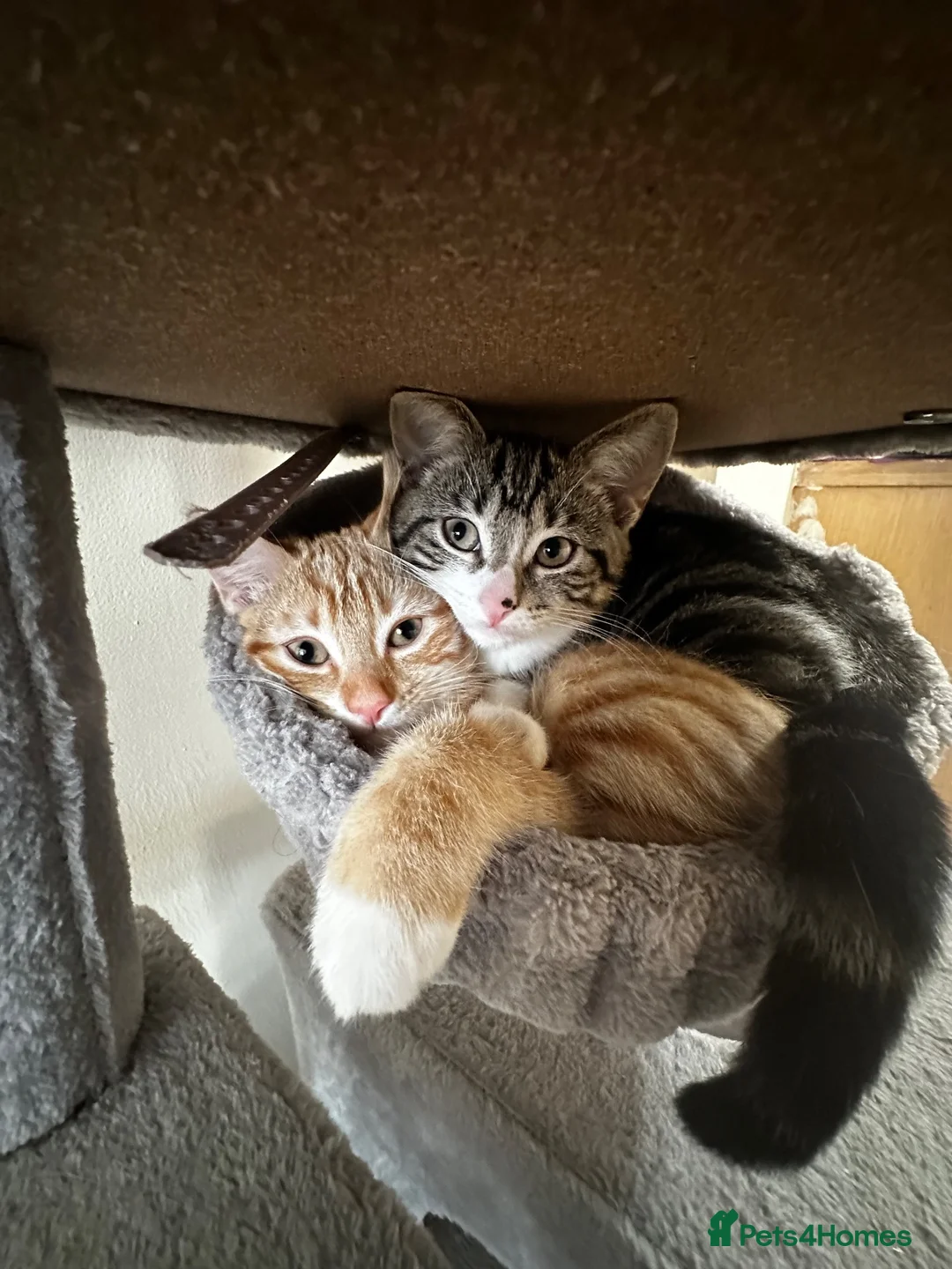 Domestic Shorthair cats for sale: Beautiful Tabby Girl Seeking Her Forever Home 🐾 - Advert 2