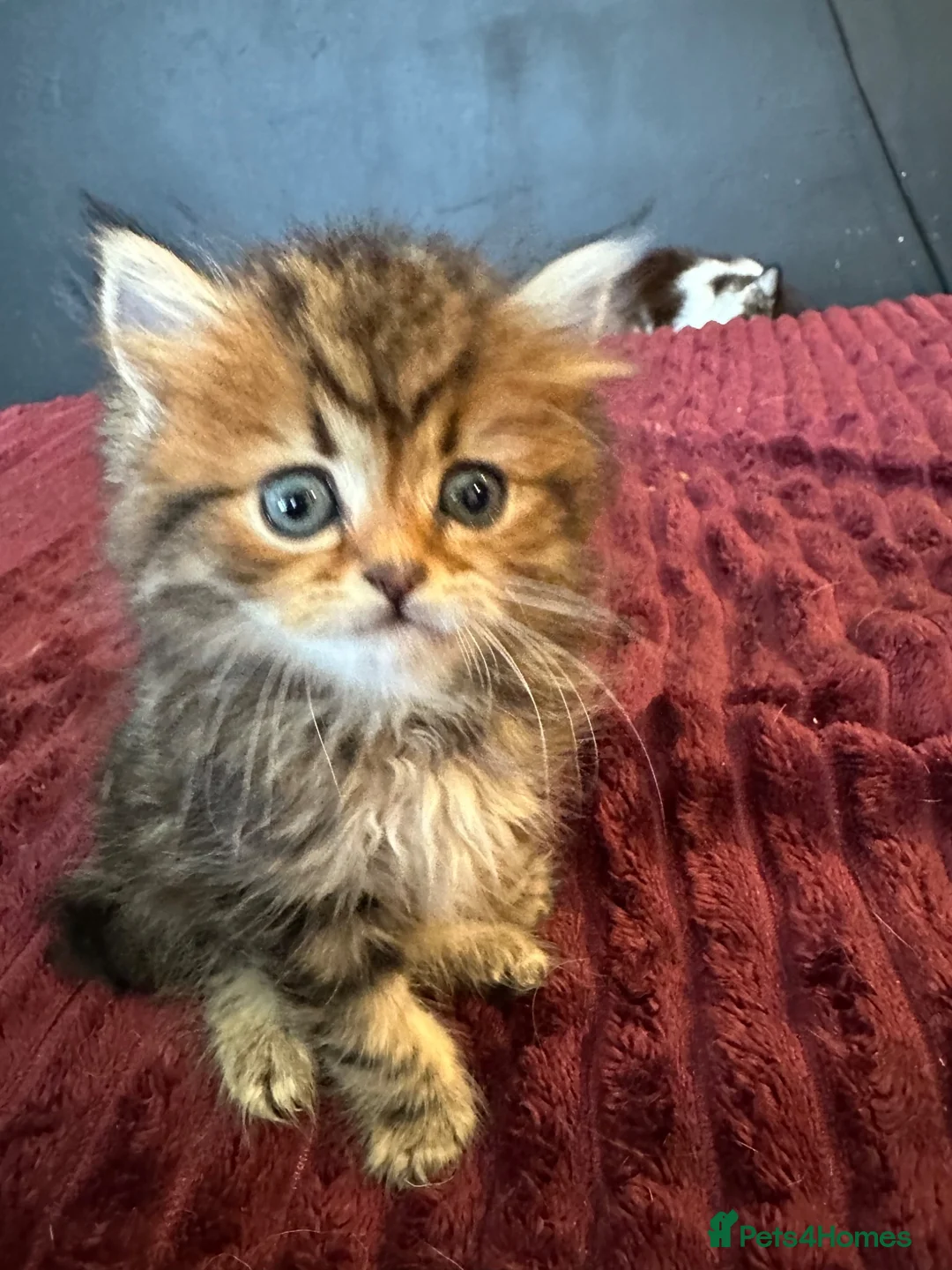 Persian cats for sale: (Half) Persian kittens 😍 - Advert 2