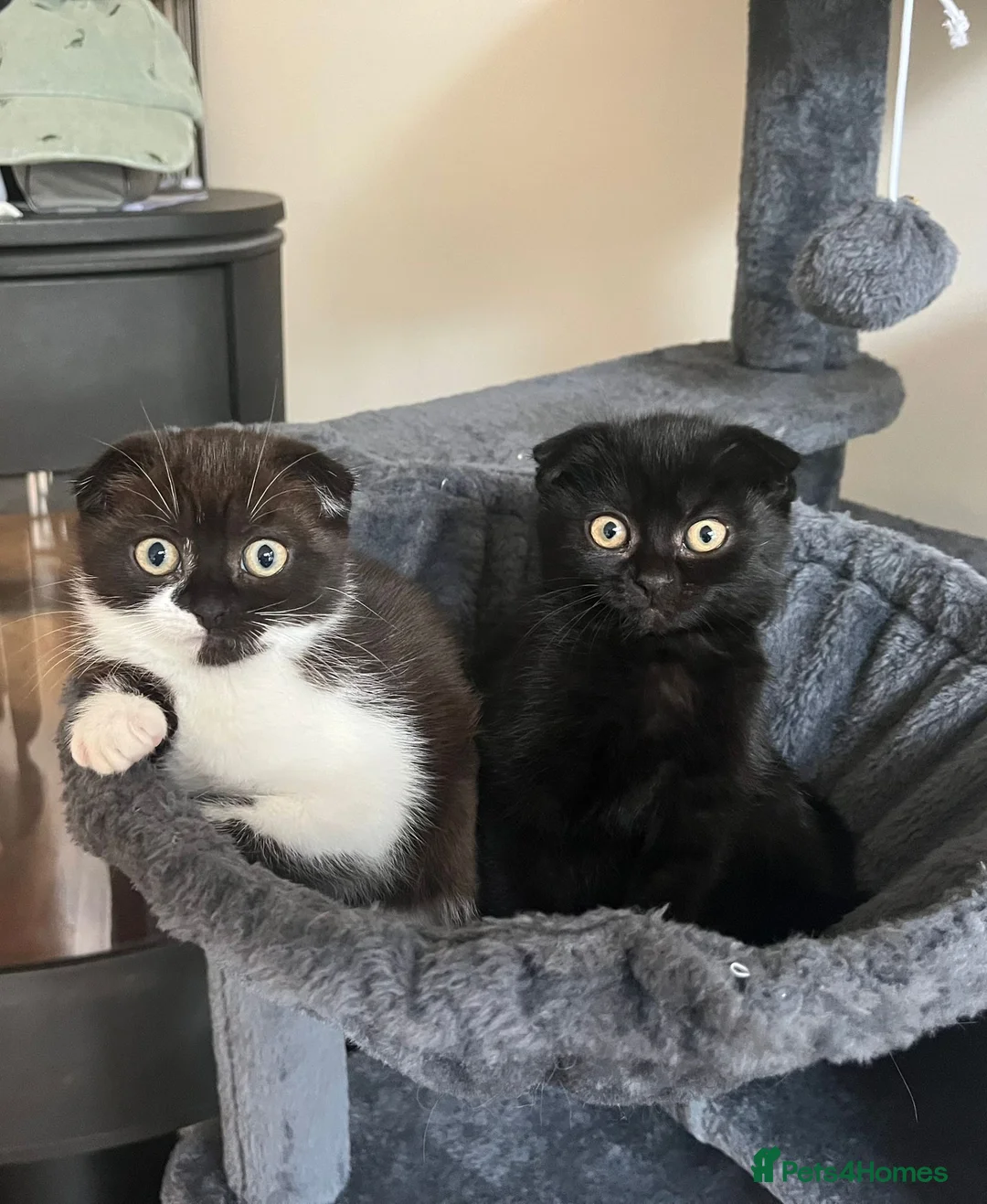 Mixed Breed cats for sale: 2 Beautiful Kittens For Sale - Advert 2
