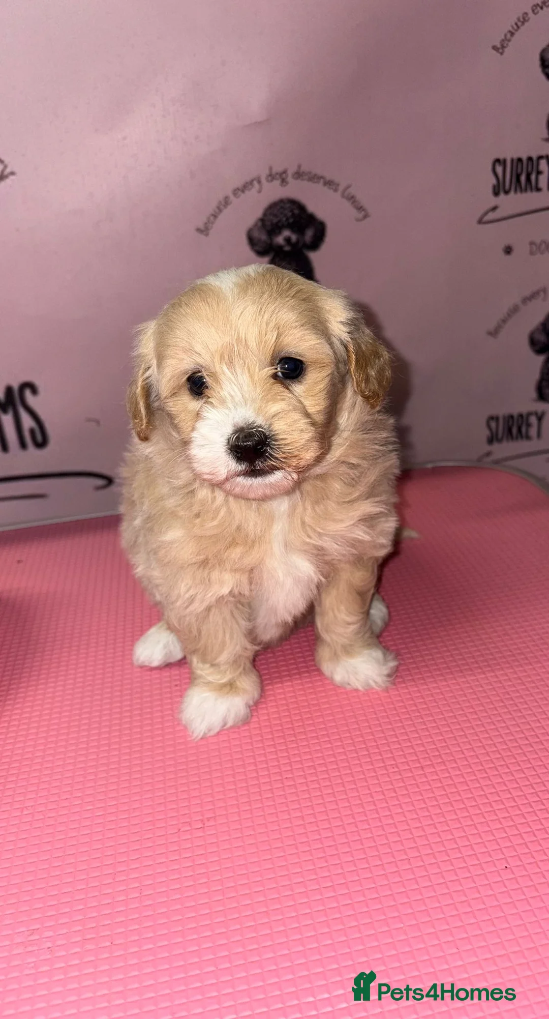 Maltipoo dogs for sale: Health tested parents  - Advert 12