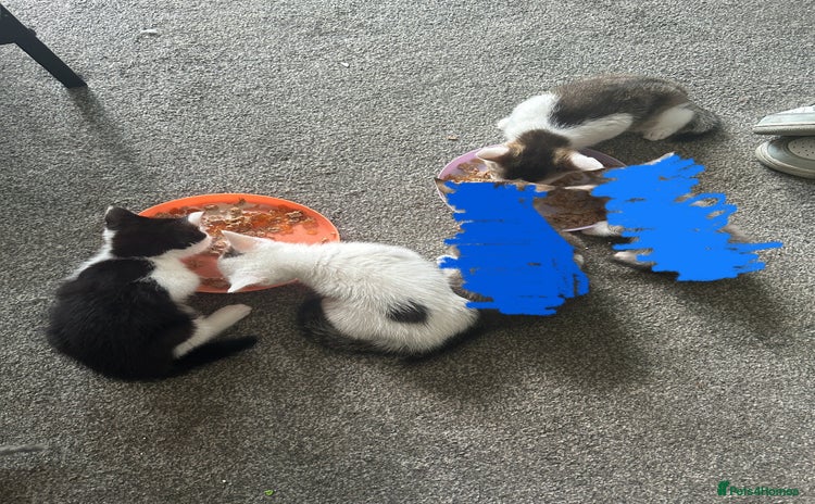 Mixed Breed cats - Advert 10