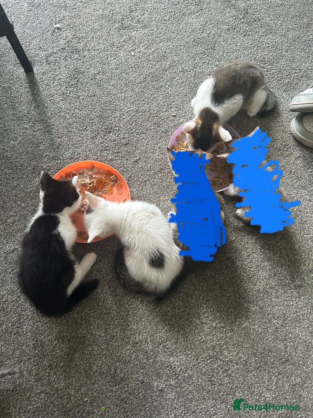 Mixed Breed cats for sale: ⭐️⭐️ 2 Males & 1 female mixed breed Kittens!!⭐️⭐️ - Image 1