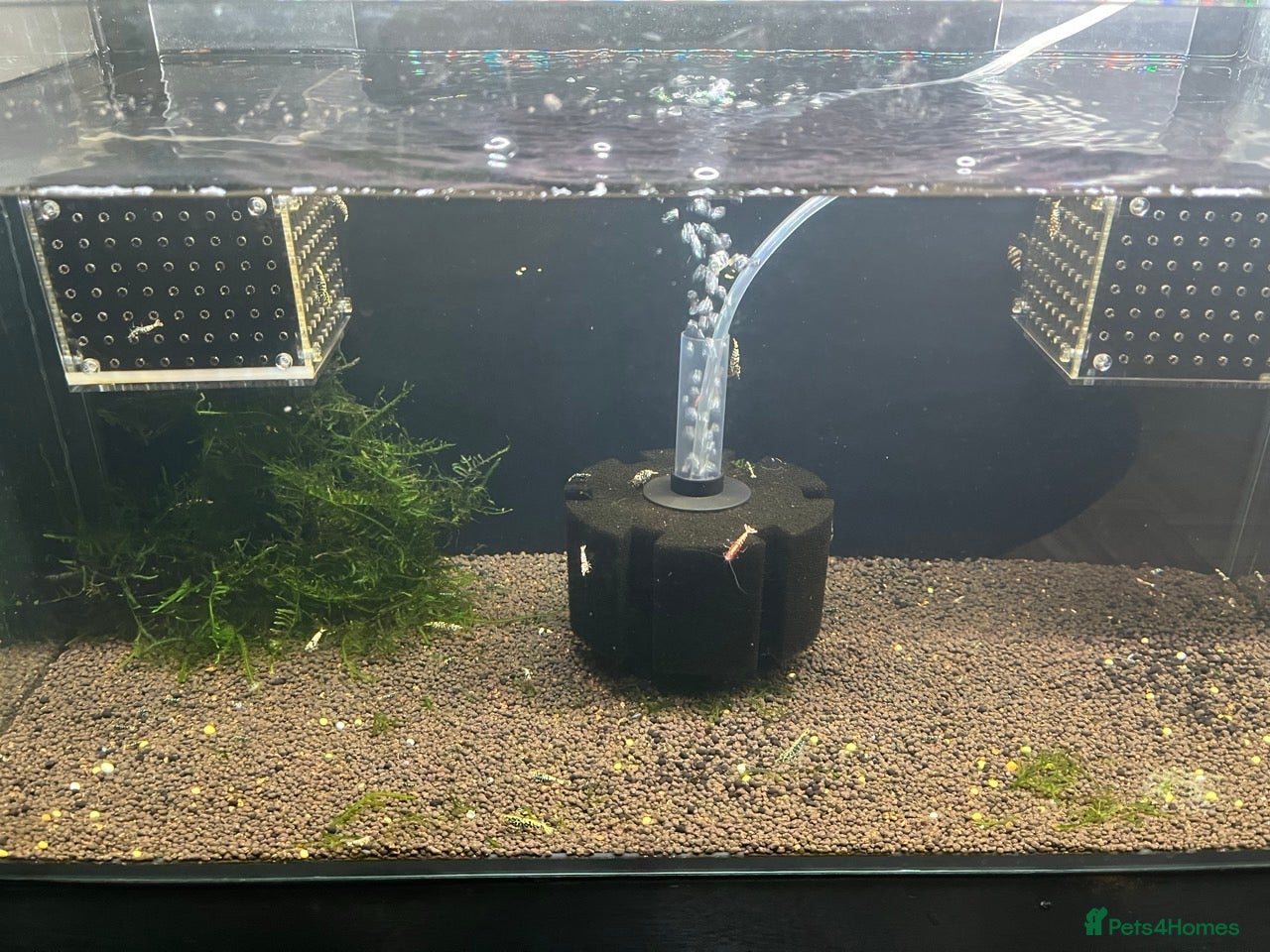 Shrimps fish Caridina mixed culls - Advert 4