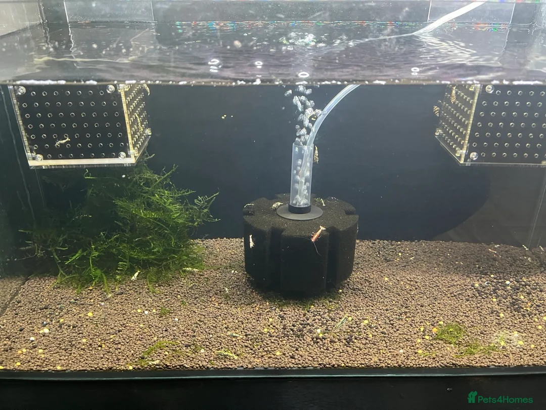 Shrimps fish for sale: Caridina mixed culls - Advert 1