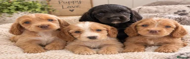 Cocker Spaniel 8