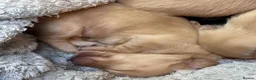 Miniature Dachshund dogs for sale: KC Longhaired Cream Miniature Dachshund Puppies - Advert 4
