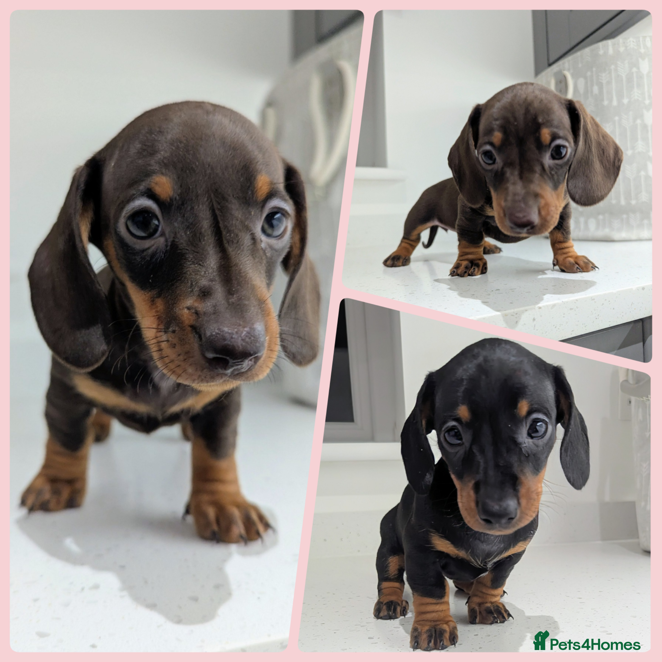 Miniature Dachshund dogs Gorgeous miniature dachshund puppies - Advert 12