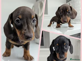 Miniature Dachshund dogs Gorgeous miniature dachshund puppies - Advert 12