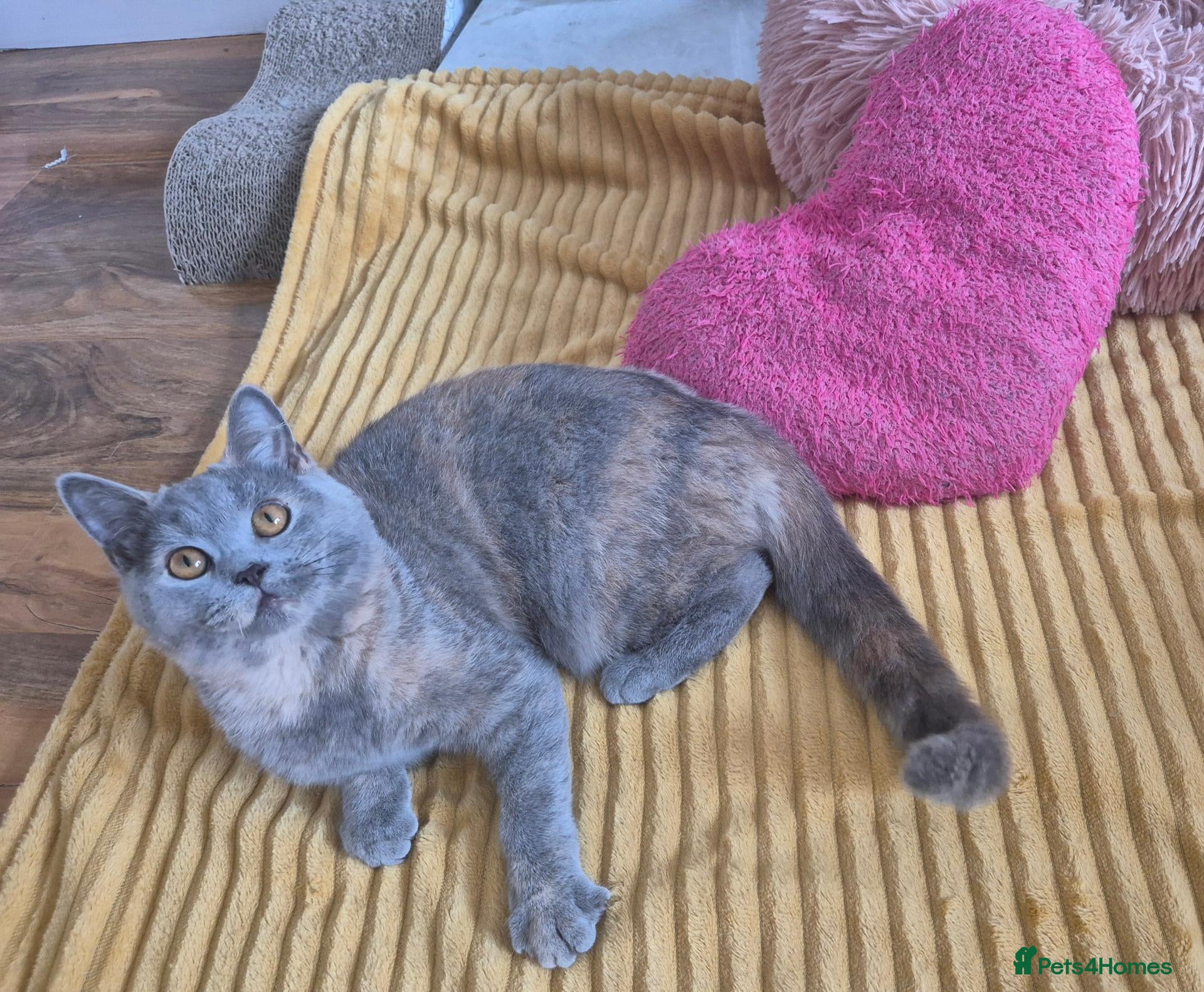 British Shorthair cats Ready! GCCF parents with champions in line,BSH - Advert 1