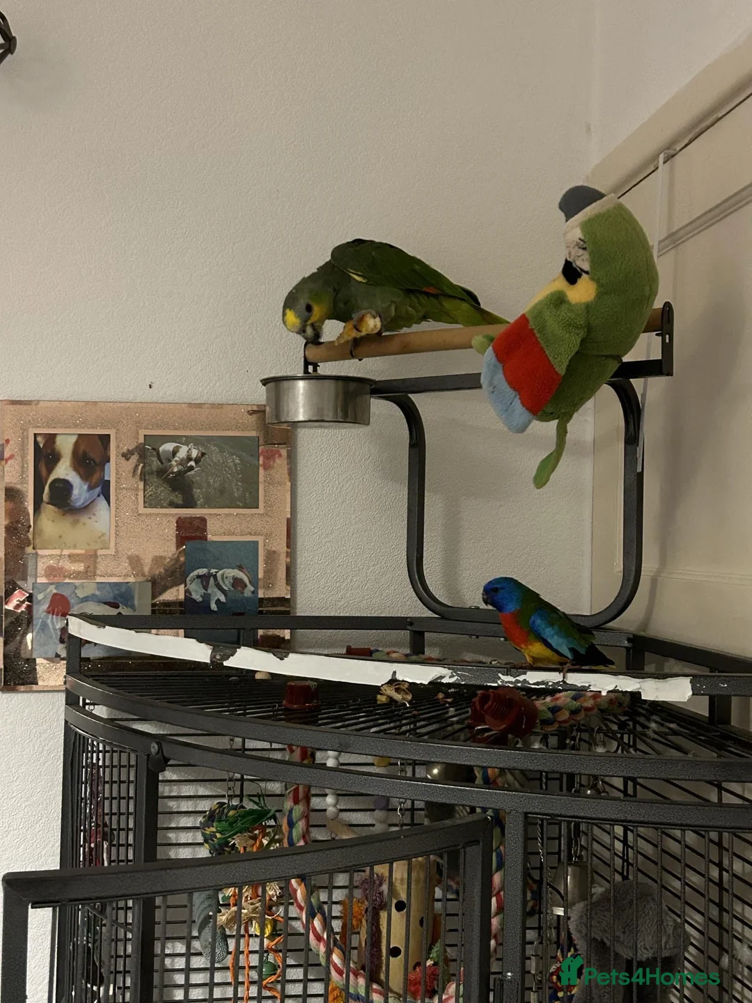 Parrots birds for sale: Orange wing Amazon parrot in Plymouth - Advert 2