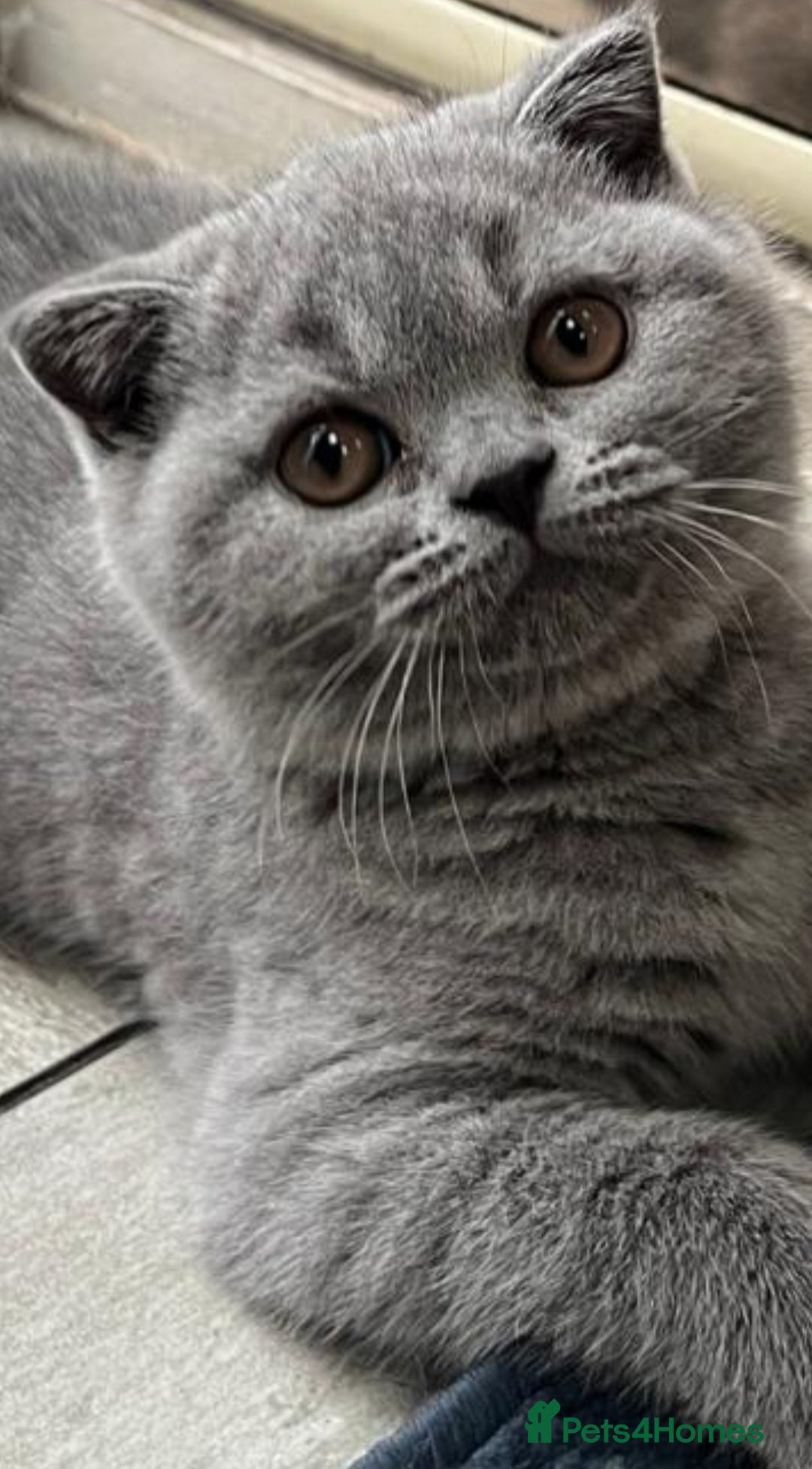 British Shorthair cats for sale: Gorgeous Brittsh Kittens Fully Vaccinated  - Image 2