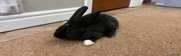 Continental Giant rabbits for sale: Continental Giant Rabbits  - Advert 8