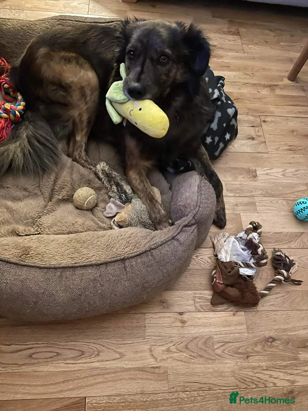 Mixed Breed dogs for adoption: Meet Lenny, currently residing in Southsea in Southsea - Advert 19