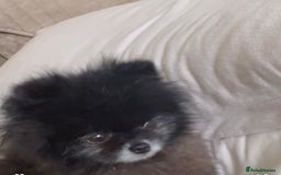 Pomeranian dogs for sale: Super tiny male Pomeranian  - Image 1