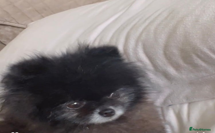 Pomeranian dogs - Advert 1