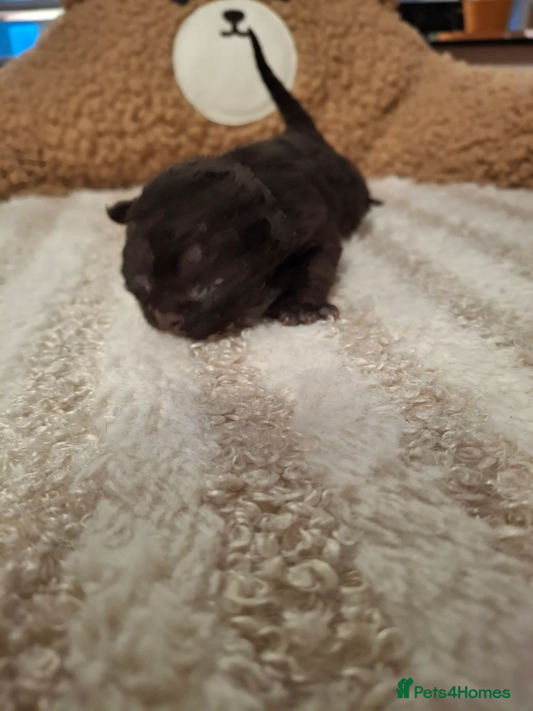 Devon Rex cats for sale: Gorgeous girls Devon FIFE registered - Advert 3