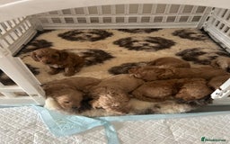 Cavapoo dogs for sale: ⭐️F1B COCKAPOO PUPS ⭐️ - Image 2