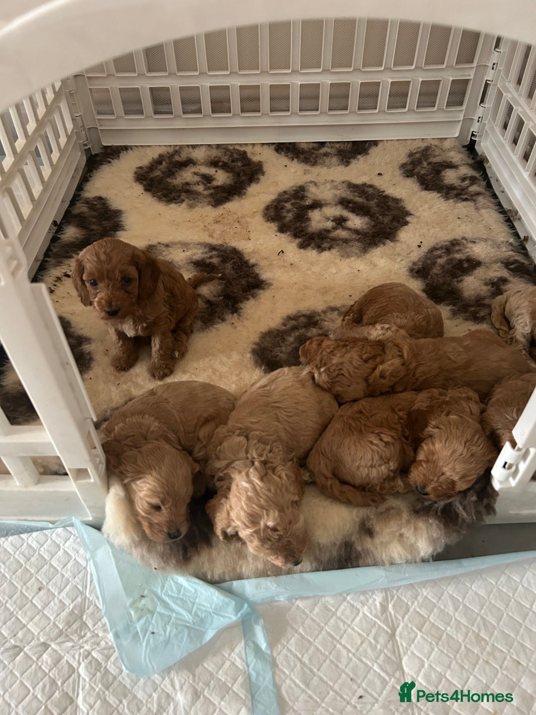 Cavapoo dogs for sale: ⭐️F1B COCKAPOO PUPS ⭐️ - Image 2