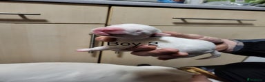 English Bull Terrier Puppy 2