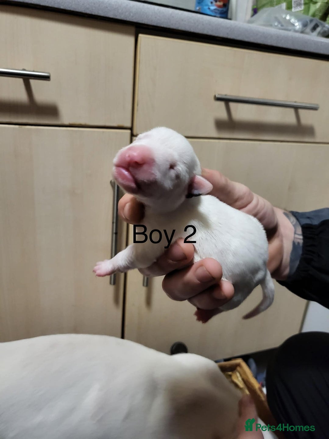 English Bull Terrier dogs for sale: English bull terrier puppies  - Advert 6