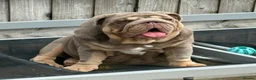 English Bulldog dogs for sale: Gorgeous 5 month old boy  - Advert 6