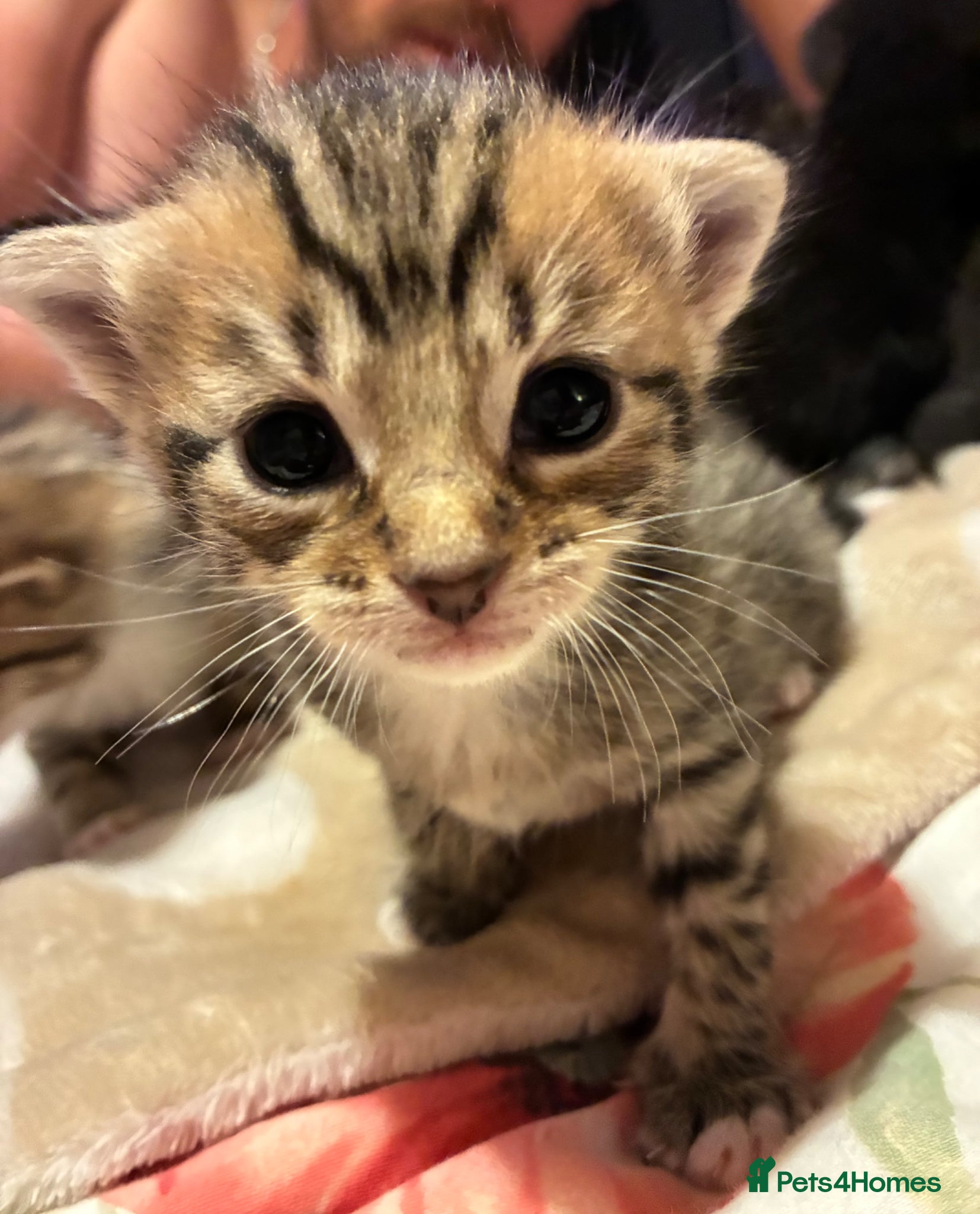 Mixed Breed cats for sale: 5 kittens for rehoming  in Droitwich - Advert 1