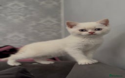 British Shorthair cats for sale: British shorthair kittens colourpoint cream point  - Image 4