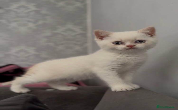 British Shorthair cats - Advert 1