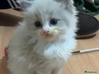 Ragdoll cats Pedigree Mink & Sepia Cherubim ragdoll kittens - Advert 5