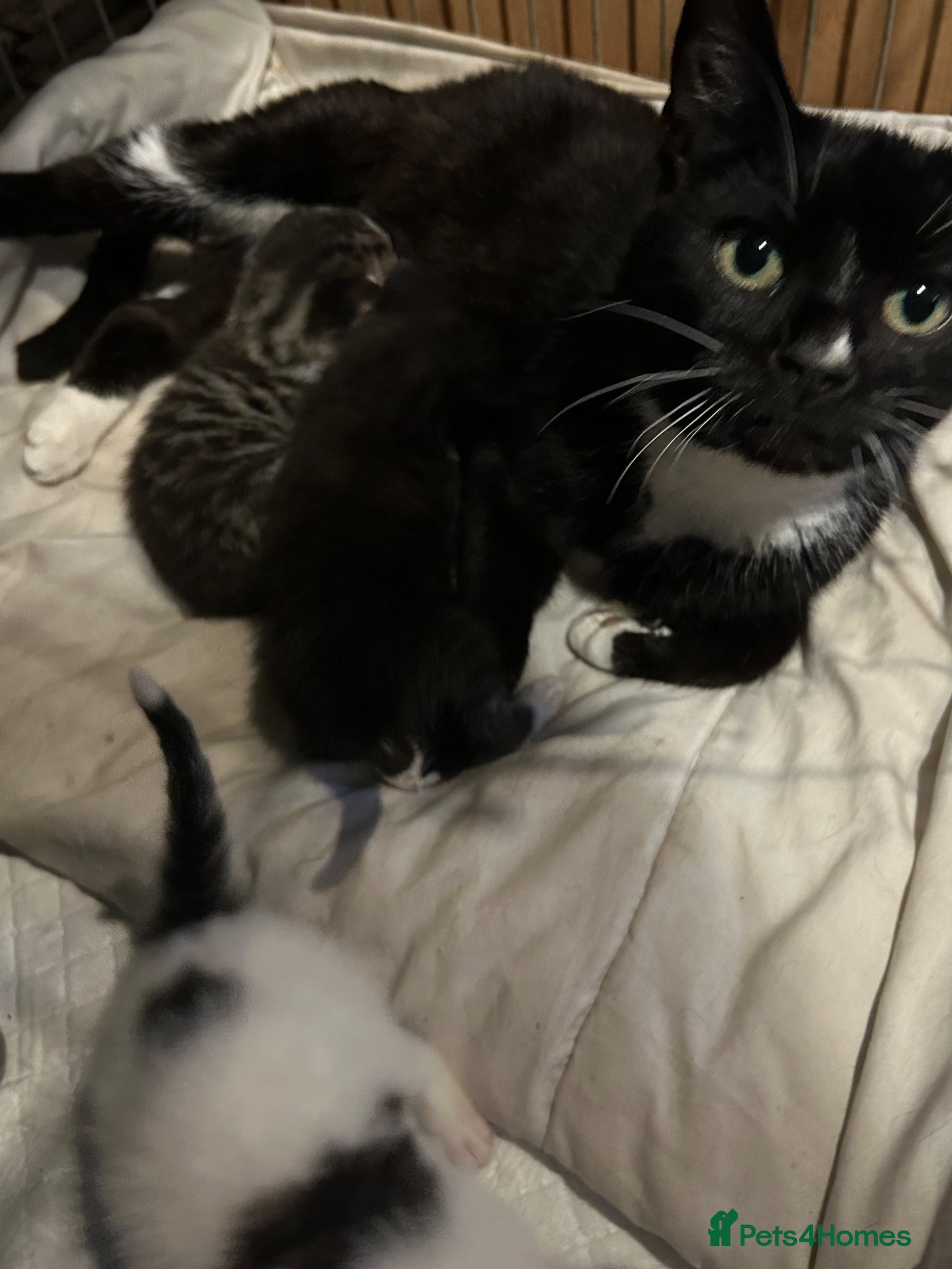 Mixed Breed cats 5 adorable kittens waiting for a good homes - Advert 3