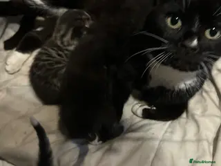 Mixed Breed cats 5 adorable kittens waiting for a good homes - Advert 1