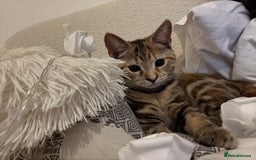 Mixed Breed cats for sale: Looking for a Loving Home for My Cat 🐾 - Image 1