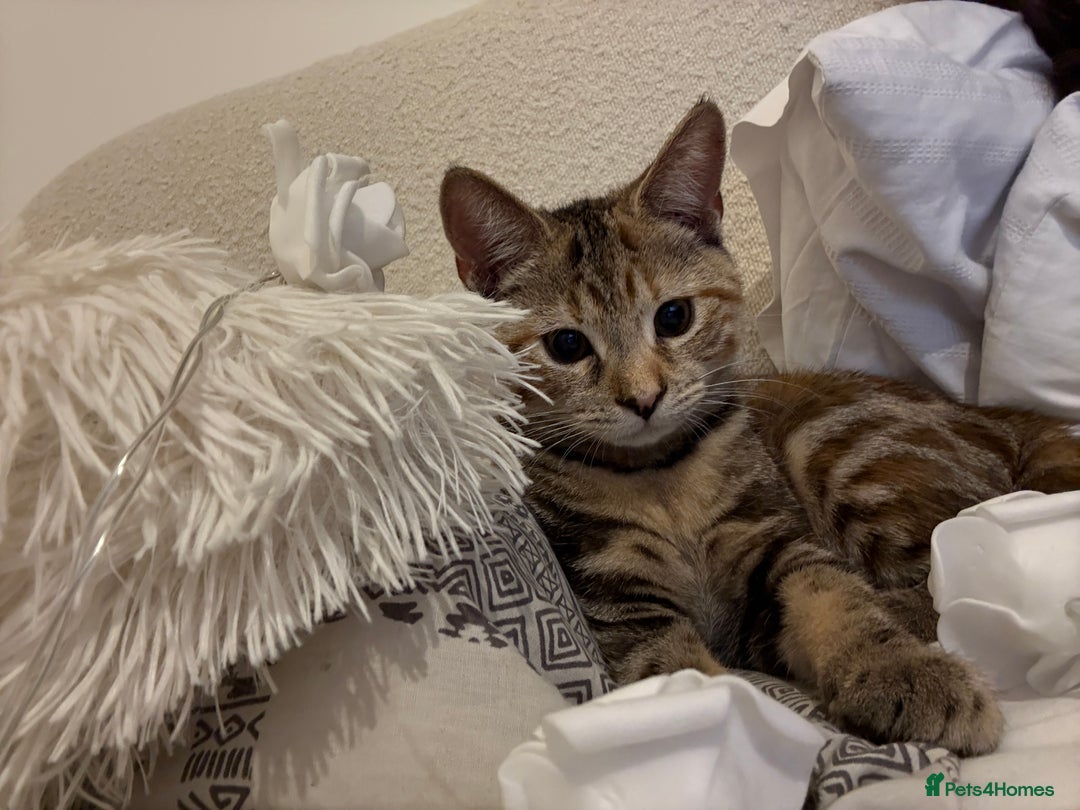 Mixed Breed cats for sale: Looking for a Loving Home for My Cat 🐾 - Image 1