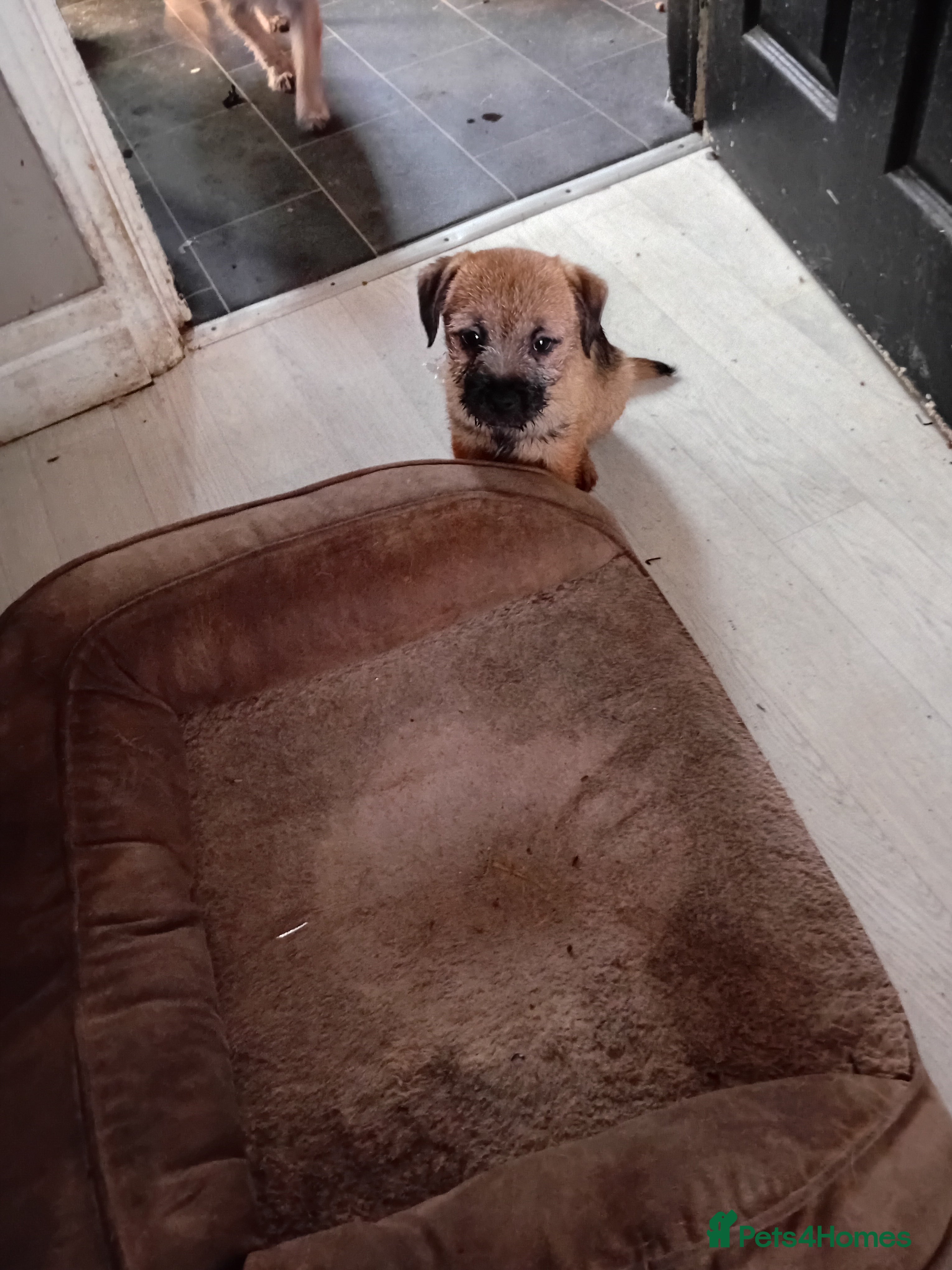 Border Terrier dogs 1 puppys girl - Advert 1