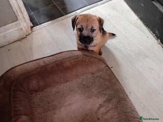 Border Terrier dogs 3 puppys - Advert 3