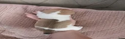 Jack Russell dogs for sale: 3x beautiful miniature Jack Russell Terriers - Advert 11