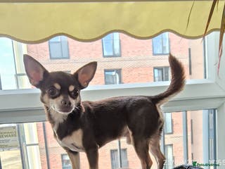 Chihuahua dogs Simba chocolate chihuahua - Advert 1